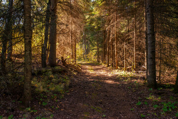 Hiking in the Canadian forest in Autumn 