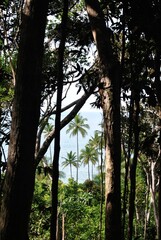 Tropical Harmony Itacaré Bahia Vibrant nature in Itacare Bahia. The meeting of blue sea, golden sand and lush Atlantic forest. A tropical retreat where every detail reveals calm, energy and authentic 