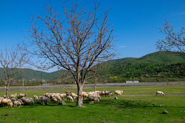 Obraz premium Pankisi, Georgia. 15 April 2021. Sheep with lamb on eco farm