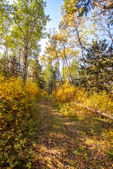 Hiking in the Canadian forest in Autumn 