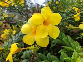 Fototapeta premium Allamanda cathartica flower in the morning