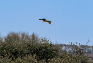 Hawk in flight with blue sky