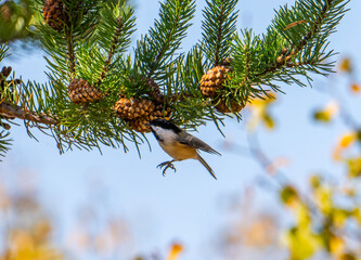 Black capped chickadee eating pine seeds © Krista