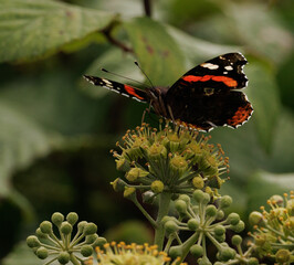 butterfly on flower