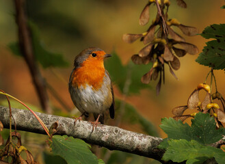 robin on branch