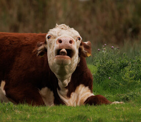 cow on a meadow