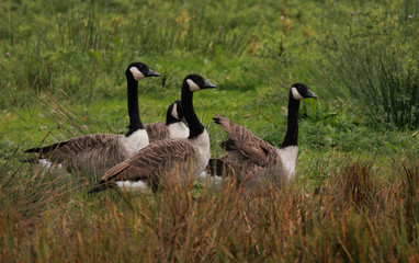 canada goose family
