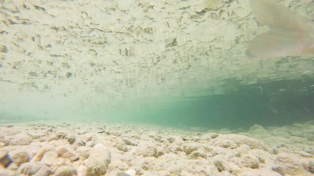 Underwater video of the Mollarino stream,among the Italian Apennine Mountains of Lazio region,with a school of fish Squalius squalus,commonly known as the Italian chub,or the chubius chub or cavedano.
