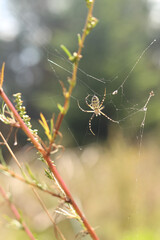 Argiope bruennichi. A bright spider weaves a web against the background of a field. A spider with a striped yellow-black-white abdomen, close-up. The spider's venom is weak, safe for humans