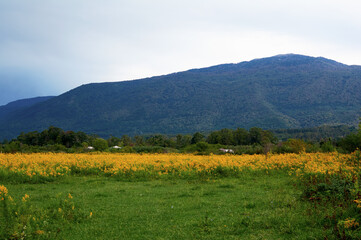 A vibrant meadow carpeted with fresh green grass and bright yellow flowers stretches toward distant mountain peaks.
