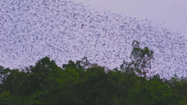 Deer Cave - Gua Payau or Gua Rusa in Sarawak on Borneo, Malaysia, Gunung Mulu National Park, sedimentary rocks known as limestone, nesting swifts and bats living in. Every evening millions bat exodus.