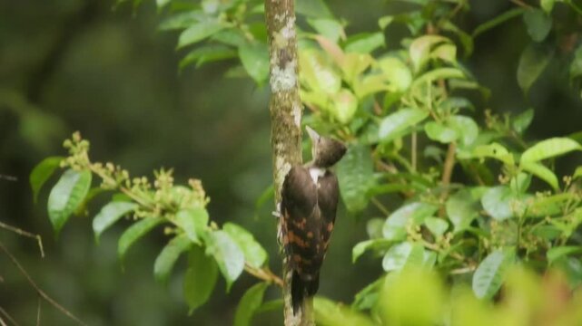 Orange-backed woodpecker - Chrysocolaptes validus bird in Picidae, found in Thailand, Malaya, Sarawak and Sabah in Malaysia, Brunei, Sumatra and Java, forest specialist found in the canopy.
