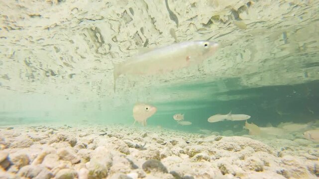 Underwater video of the Mollarino stream,among the Italian Apennine Mountains of Lazio region,with a shoal of fish Squalius squalus,commonly known as the Italian chub,or the chubius chub or cavedano.