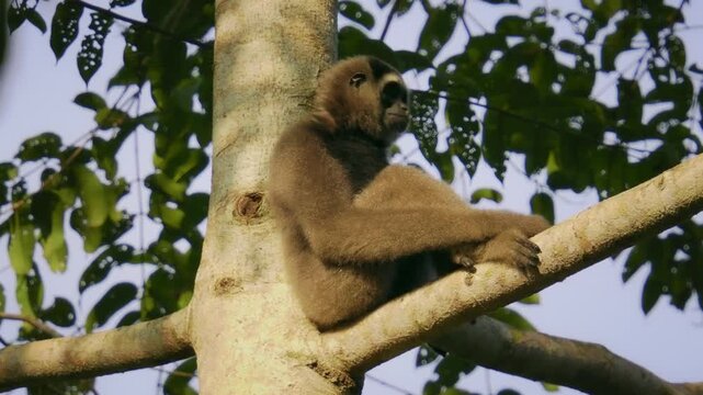Eastern or Northern grey gibbon Hylobates funereus primate in the gibbon family Hylobatidae, endemic to northeastern Borneo in Kalimantan, Sarawak and Brunei, monkey in the top of the tree.