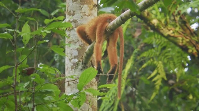 Maroon langur or leaf monkey or Red leaf monkey Presbytis rubicunda, endemic to Borneo and Karimata, live in forests, feed on leaves, seeds, and fruits, in Danum Valley of eastern Sabah.