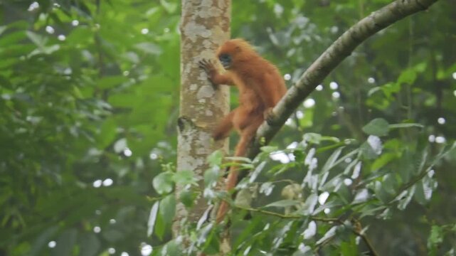 Maroon langur or leaf monkey or Red leaf monkey Presbytis rubicunda, endemic to Borneo and Karimata, live in forests, feed on leaves, seeds, and fruits, in Danum Valley of eastern Sabah.