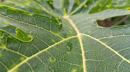 large green leaves with a beautiful texture