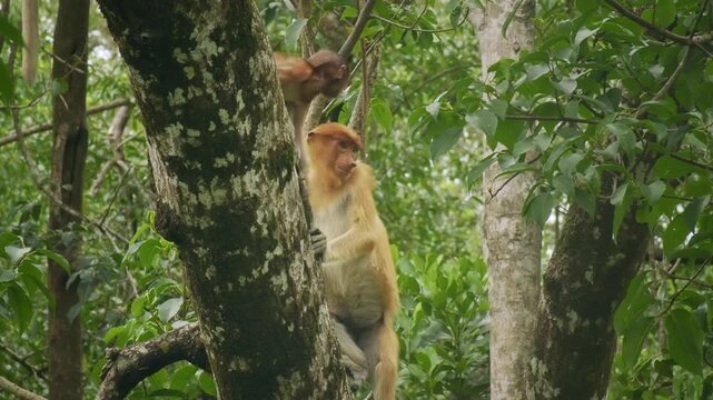 Proboscis Long-nosed Monkey Nasalis larvatus is arboreal monkey with large nose endemic to Borneo , reddish-brown skin color and a long tail, lives in mangrove forests, jumping and sitting.