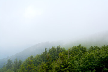 A mystical view of  green mountains partially concealed by thick, swirling fog, where glimpses of lush slopes emerge like islands in a sea of mist.