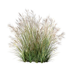 Side view of wild pampas grass
