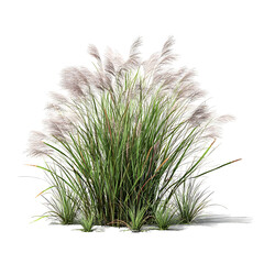 Side view of wild pampas grass
