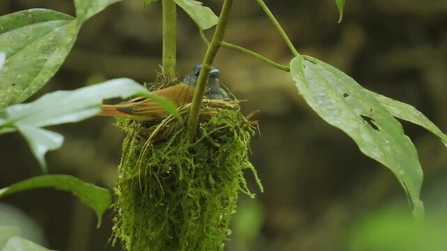 Blyth's paradise flycatcher Terpsiphone affinis, also Oriental paradise flycatcher, bird in Monarchidae, native from southern China to Sumatra and Melanesia. White male sits in the nest in Borneo.