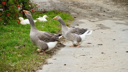 Obraz premium Two Grey Geese Walking on Farm in Countryside