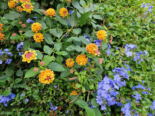 Yellow Lantana flowers and blue Plumbago auriculata flowers in a park flowerbed. Closeup. Shot with a phone camera.