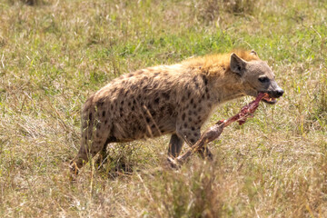 Spotted Hyena carrying a bloody leg bone from a carcass across the savanna