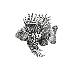 Vintage Engraved Fish Illustration – Hand-Drawn in Ink
