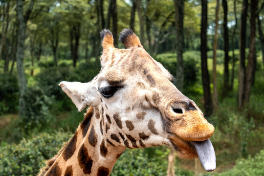 Rothschild's Giraffe sticking out its long dark tongue in Lake Nakuru National Park