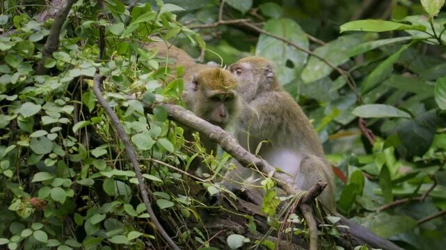 Long-tailed Macaque - Macaca fascicularis also known as crab-eating macaque, a cercopithecine primate native to Southeast Asia, is referred to as the cynomolgus monkey. Family on the tree above river.