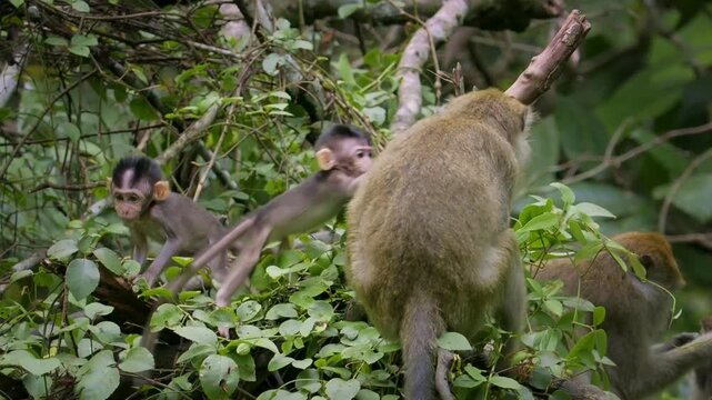 Long-tailed Macaque - Macaca fascicularis also known as crab-eating macaque, a cercopithecine primate native to Southeast Asia, is referred to as the cynomolgus monkey. Family on the tree above river.