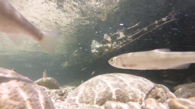 Underwater video of the Mollarino stream,among the Italian Apennine Mountains of Lazio region,with a school of fish Squalius squalus,commonly known as the Italian chub,or the chubius chub or cavedano.