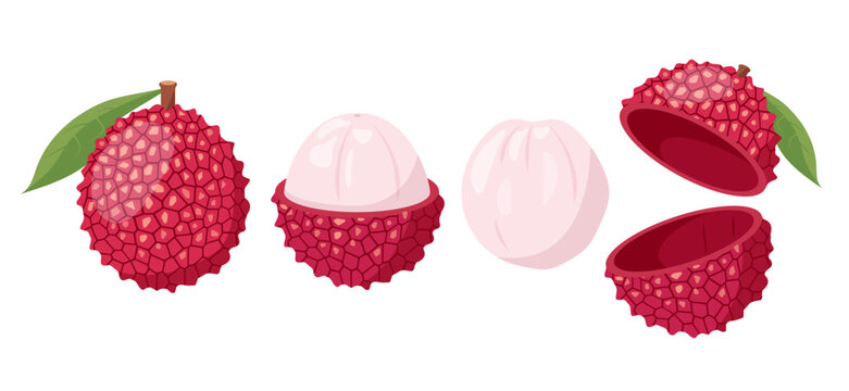 Lychee fruit set isolated on white background. Fresh whole and half of Lychee fruit and peeled. Vector icons illustration.