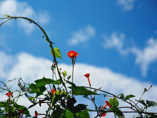青空と雲とマルバルコウの花