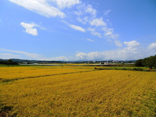 実りの田んぼ