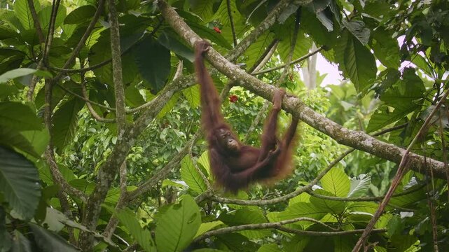 Bornean orangutan Pongo pygmaeus ape endemic to Borneo, with Sumatran orangutan (Pongo abelii) and Tapanuli orangutan (Pongo tapanuliensis) are highly intelligent, funny and nice in green forest.