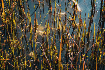 Obraz premium swamp