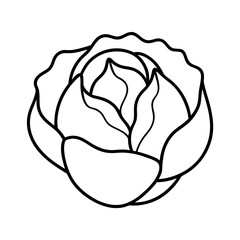 line art of a cabbage