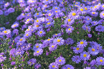 Close up from purple autumn aster flowers 