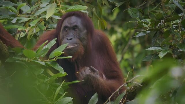 Bornean orangutan Pongo pygmaeus ape endemic to Borneo, with Sumatran orangutan (Pongo abelii) and Tapanuli orangutan (Pongo tapanuliensis) are highly intelligent, funny and nice in green forest.
