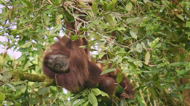 Bornean orangutan Pongo pygmaeus ape endemic to Borneo, with Sumatran orangutan (Pongo abelii) and Tapanuli orangutan (Pongo tapanuliensis) are highly intelligent, funny and nice in green forest.
