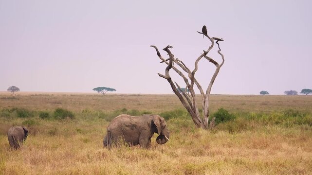 African bush elephants in Serengeti National Park in Tanzania, popular safari tourism destination in Africa.  game drive in East African wildlife reserve.