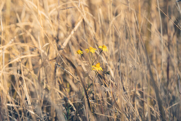 field of wheat