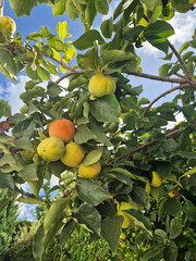 Green and yellow fruits on a persimmon tree growing in a garden. Shot on a phone camera. Closeup