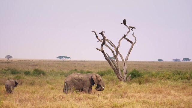 African bush elephants in Serengeti National Park in Tanzania, popular safari tourism destination in Africa.  game drive in East African wildlife reserve.