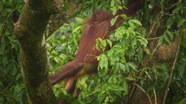 Bornean orangutan Pongo pygmaeus ape endemic to Borneo, with Sumatran orangutan (Pongo abelii) and Tapanuli orangutan (Pongo tapanuliensis) are highly intelligent, funny and nice in green forest.