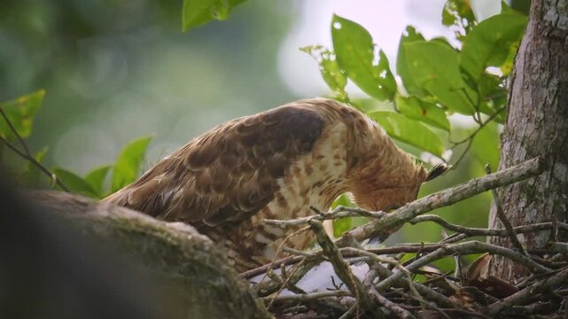 Wallace's hawk-eagle Nisaetus nanus is bird of prey in Accipitridae on nest with chicks, found in Malay Peninsula, Sumatra and Borneo, natural habitat is subtropical or tropical moist lowland forests.