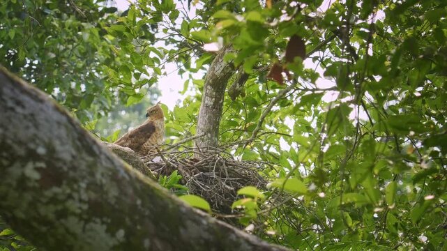 Wallace's hawk-eagle Nisaetus nanus is bird of prey in Accipitridae on nest with chicks, found in Malay Peninsula, Sumatra and Borneo, natural habitat is subtropical or tropical moist lowland forests.